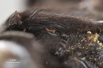 Media type: image;   Entomology 815964 Aspect: Leg